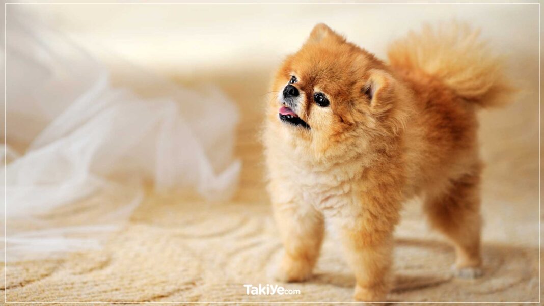 Dünyanın En Şirin Hayvanı Olarak Bilinen Boo Köpeği Özellikleri, Fiyatları, Bakımı ve Karakteri boo köpeği. pomeranian cinsi küçük köpek.