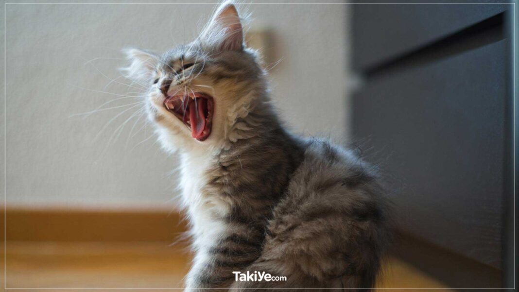 Kediler Neden Kusar? Kedi Kusması için 7 Sebep ve Önlem kediler neden kusar