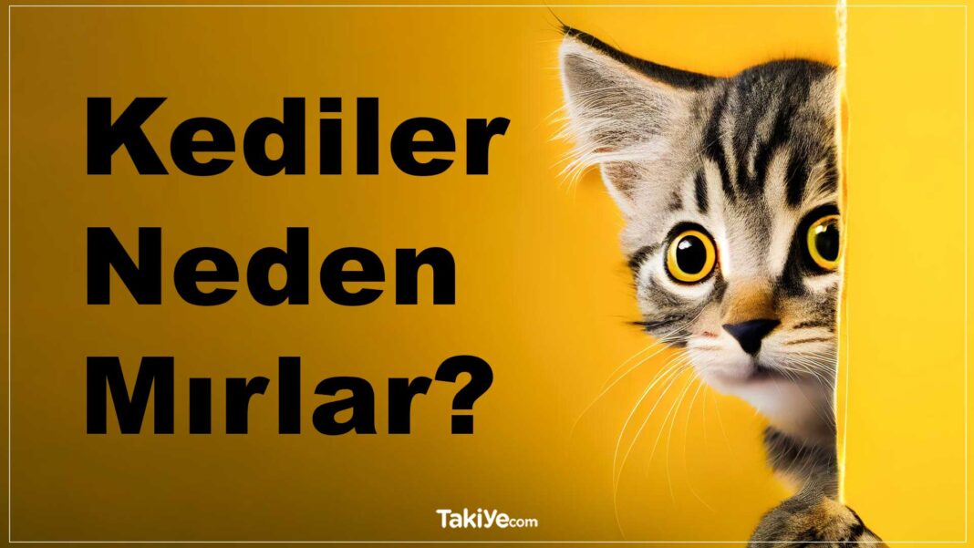 kediler neden mırlar. kedi mırlamasının sebebi nedir.