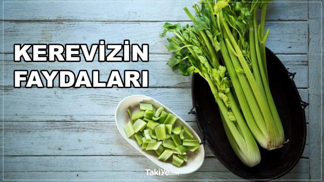 Kereviz Faydaları ve Riskleri Nelerdir? Kereviz Ne İşe Yarar, Neye İyi Gelir? kereviz faydaları. kerevizin yararları.