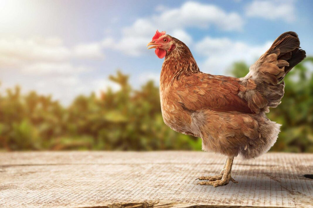 Rüyada Tavuk Görmek Ne Anlamına Gelir? Rüyada tavuk görmek ne anlama gelir? Rüyada tavuk eti görmek neye işarettir, ne anlama gelir?