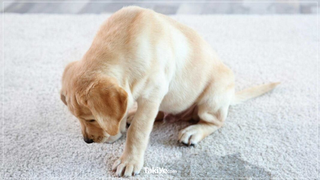 Köpek Kusmuğunun Sarı Renkte Olmasının Sebebi Nedir köpek sarı renkli kusmuk