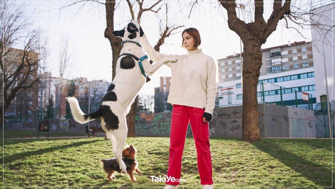 Köpeğinizin Üzerinize Atlama Alışkanlığını Nasıl Düzeltebilirsiniz köpeğim üzerime atlıyor