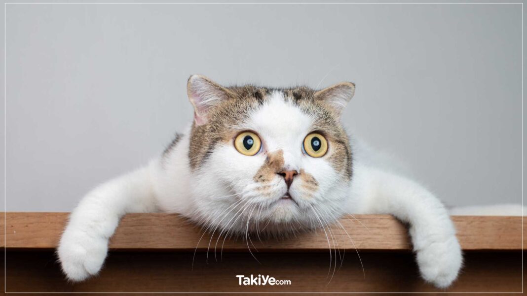 Yazarların Eserlerinde Kullandıkları 101 Ünlü ve Yaratıcı Kedi İsmi kitaplardaki ünlü kedi isimleri