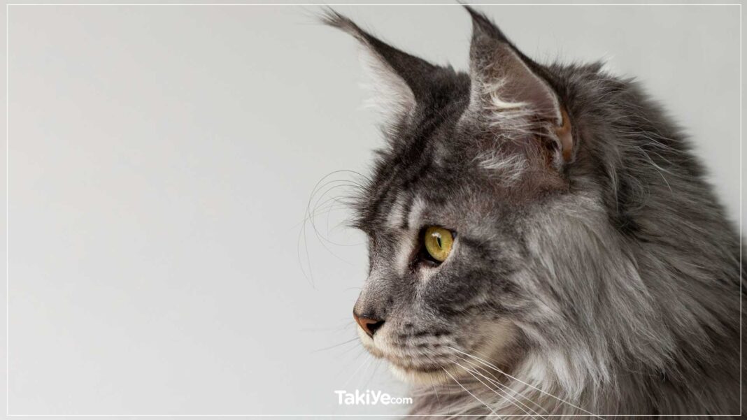 maine coon kedisi