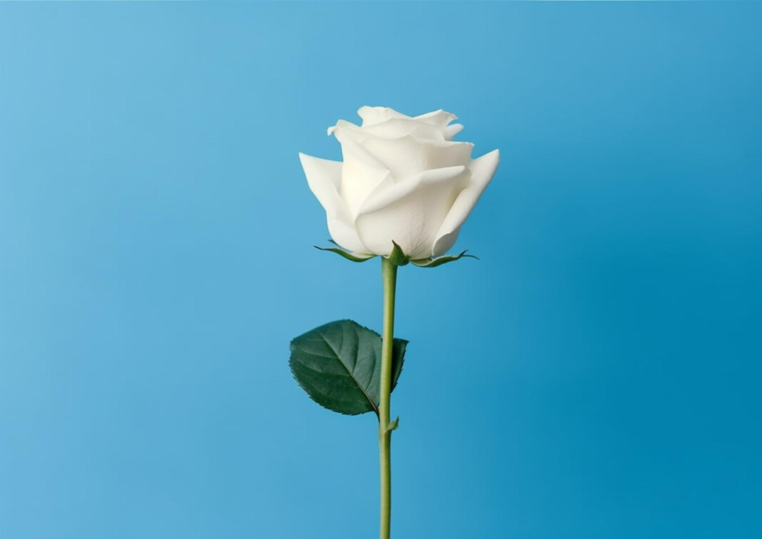 Beyaz Gülün Anlamı Nedir? Beyaz Gül Ne Anlama Gelir? beyaz gülün anlamı