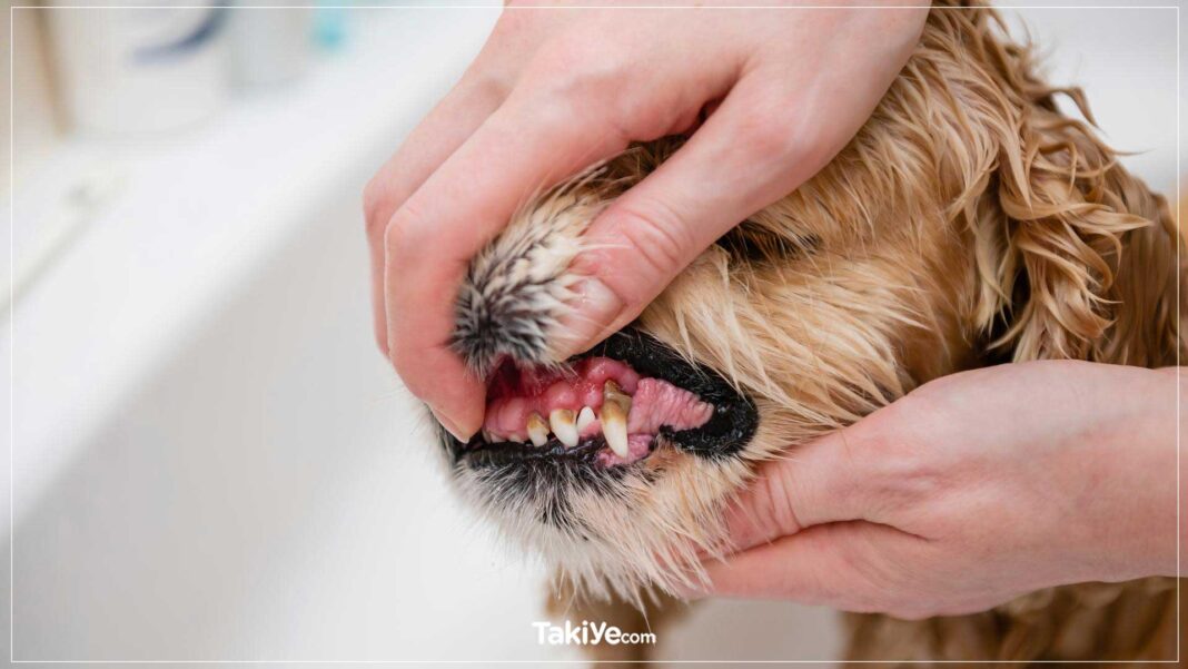 Köpeklerde Diş Çürüğü: Neden Olur, Belirtileri, Nasıl Geçer, Tedavisi köpeklerde diş çürüğü