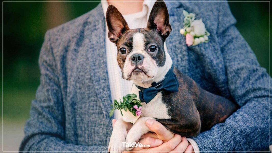 Süs Köpekleri: Birbirinden Sevimli 50 Süs Köpeği Cinsi ve Özellikleri süs köpeği cinsleri