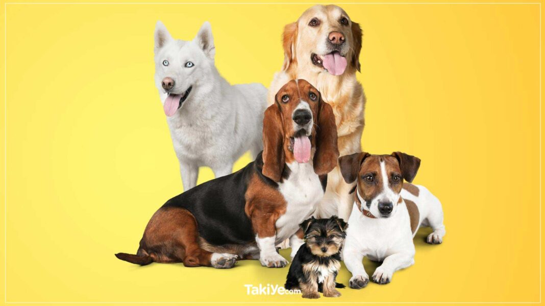 en zeki köpek cinsleri
