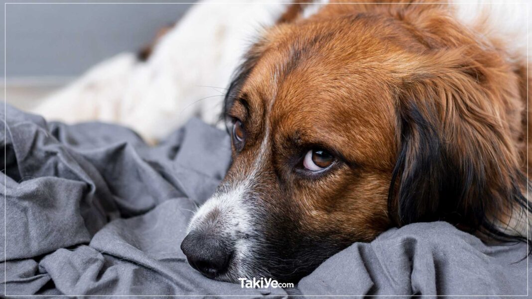 Köpeğinizi Evde Bıraktığınızda Kendini Yalnız Hissetmemesini Sağlayacak 8 Yöntem köpeğim yalnız kalınca üzülüyor