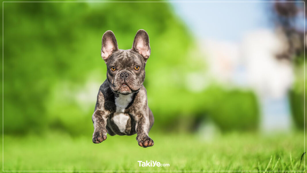 Yüzü Basık Köpekler: 8 Irk ve Bakımlarının Nasıl Yapılacağı Yüzü Basık Köpekler: 8 Irk ve Bakımlarının Nasıl Yapılacağı