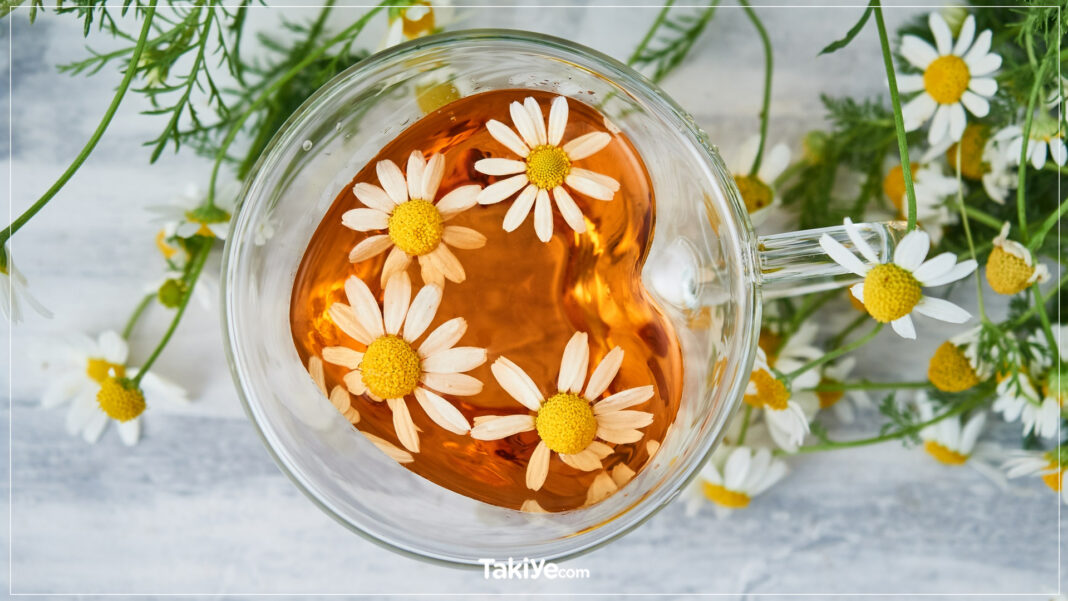 Hamilelikte Papatya Çayı İçmeden Önce Bilmeniz Gereken Her Şey Hamilelikte Papatya Çayı İçmeden Önce Bilmeniz Gereken Her Şey