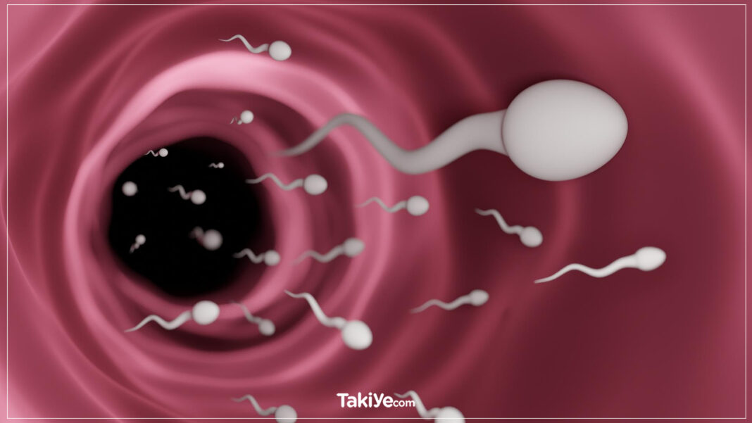 Hamilelikteki Cinsel İlişkide Sperm Nereye Gidiyor? Bebeğe Zarar Verir mi? Hamilelikteki Cinsel İlişkide Sperm Nereye Gidiyor? Bebeğe Zarar Verir mi?