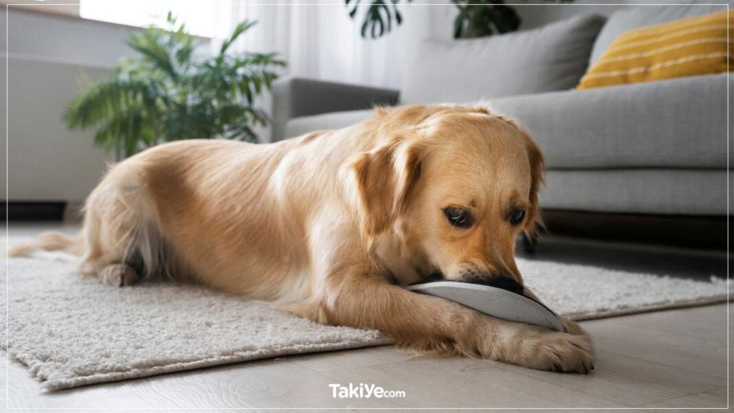 yaşlı köpeğim çişini tutamıyor