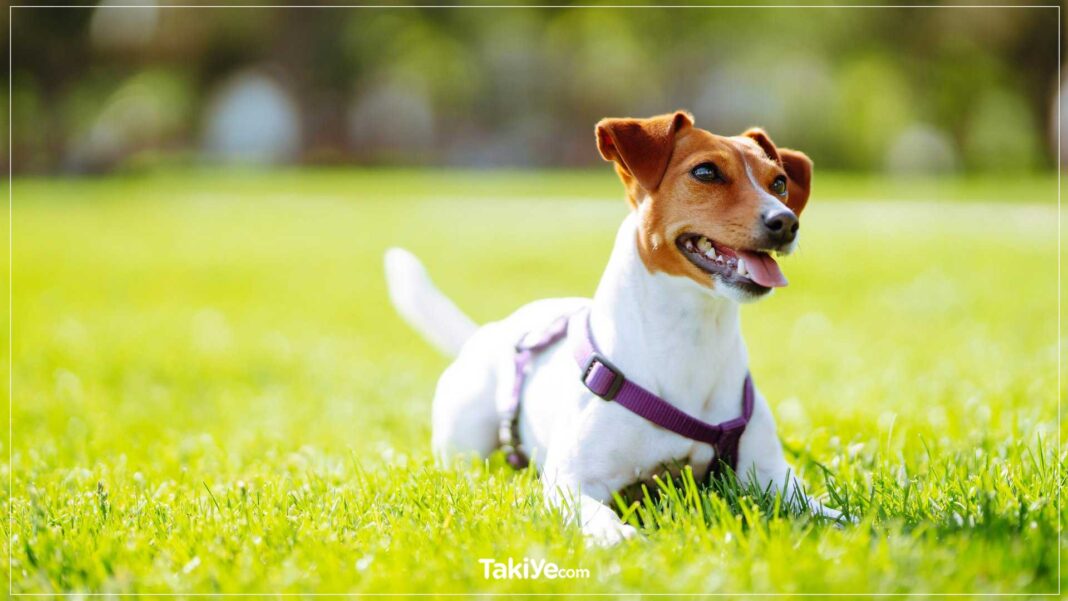 Jack Russell Terrier Özellikleri, Karakteri, Bakımı jack russell özellikleri