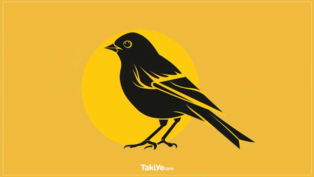 Siyah Kanarya (Canary Black) Benzeri 10 Film canary black benzeri filmler, siyah kanarya benzeri filmler