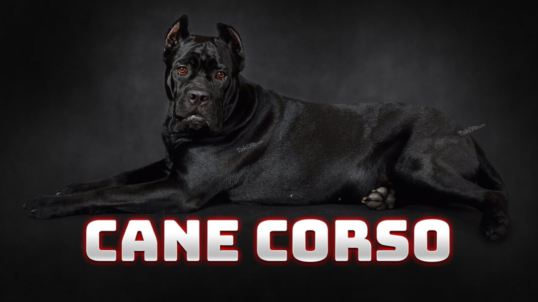 Cane Corso İtaliano Köpeği Hakkında Bilinmesi Gereken 15 Şey cane corso italiano