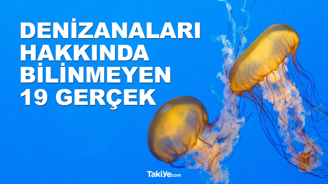 Denizanaları Hakkında Duyulmamış Çok Şaşırtıcı 19 Gerçek! denizanaları hakkında 19 gerçek