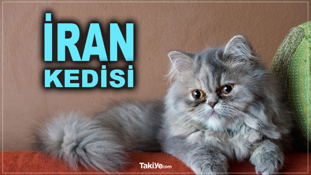 İran Kedisi Almadan Önce Bilmeniz Gereken Şeyler iran kedisi