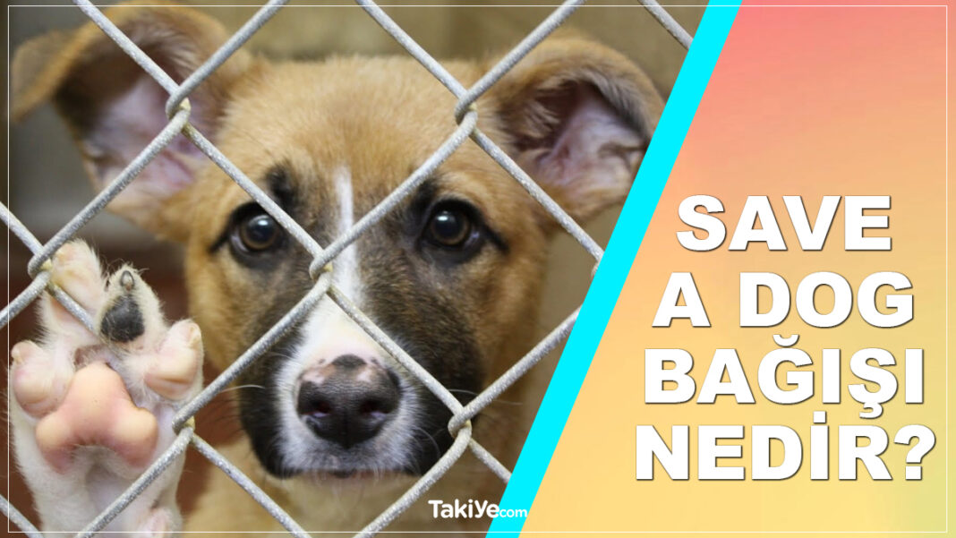 Save A Dog Bağışı Nedir, Olayı Ne? Save A Dog Kampanyası İçin Bağışta Bulun! save a dog bağışı nedir