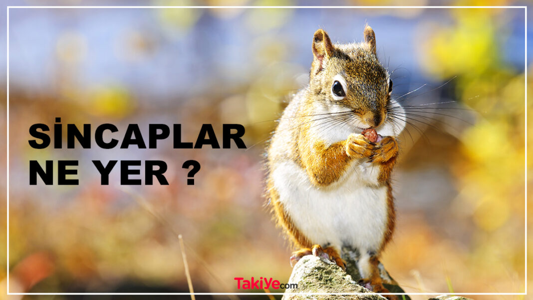Sincaplar Ne Yer? Sincaplar Nasıl Yemek Yer? Sincap Ne Yer? İşte Cevaplar sincaplar ne yer
